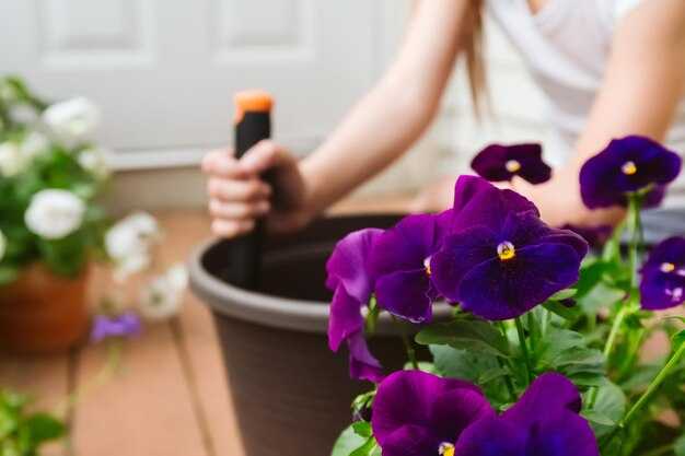 Уход за фиалками в домашних условиях