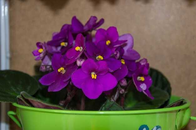 Пересадка: как и когда проводить процедуру