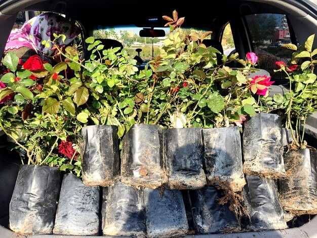 Советы по размножению фиалок трейлеров