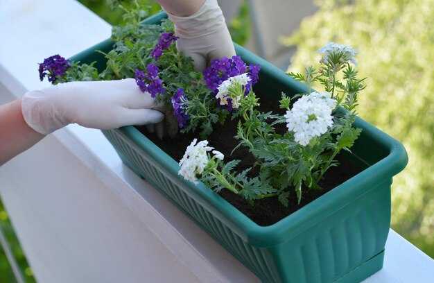 Определение и особенности фиалок трейлеров