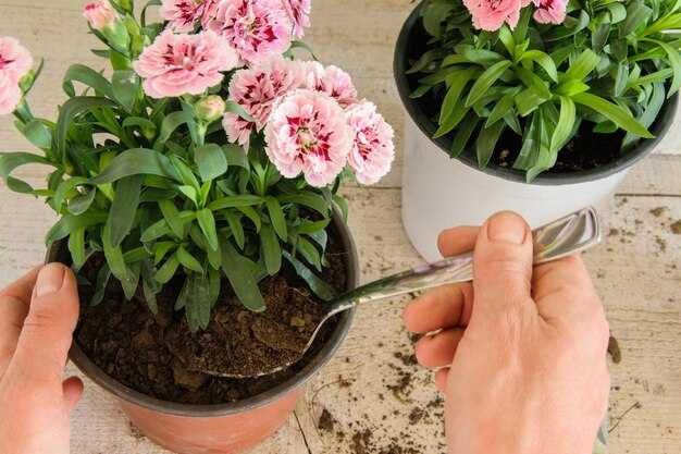 Состояние корневой системы