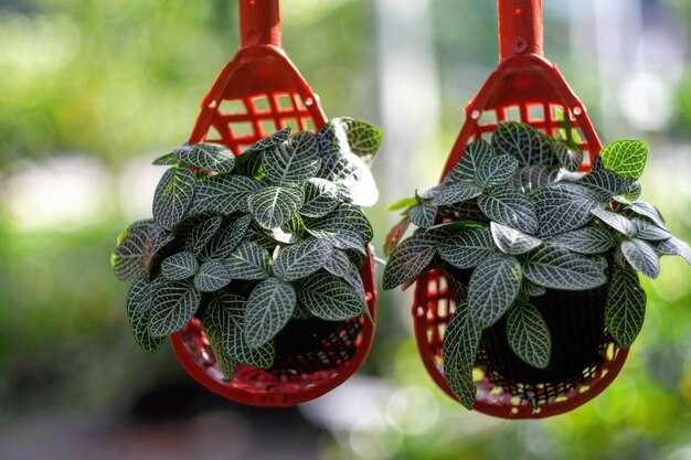 Внешний вид черенков