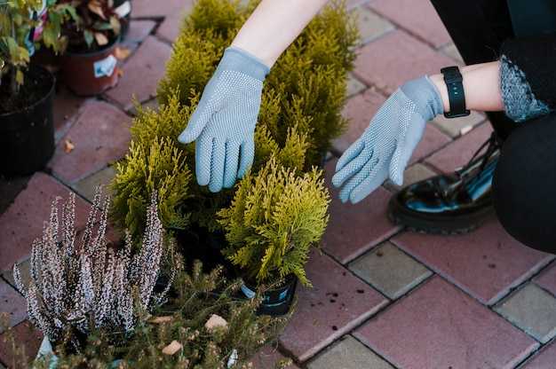 Способы размножения: семена или черенки