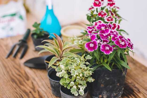 Сочетание с другими растениями