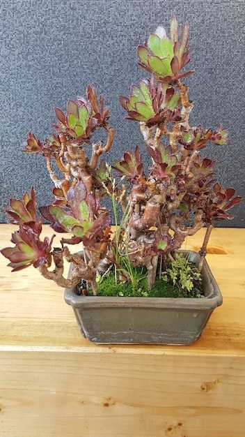 Размножение и использование колеуса Cuckoo в интерьере