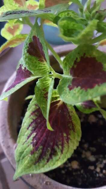 Особенности растения Колеус Комбат