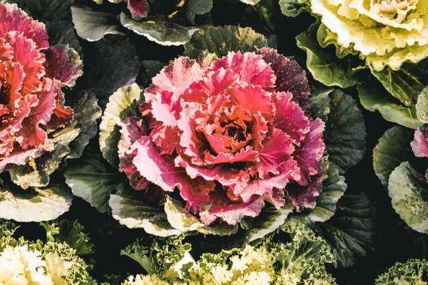 Вредители и болезни: Как избежать проблем