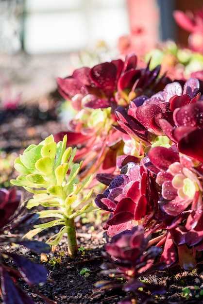 Сравнение с другими сортами колеусов