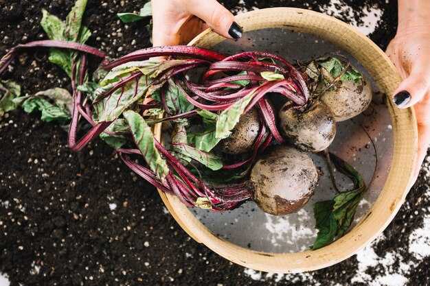 Уход за колеусом Religious Radish