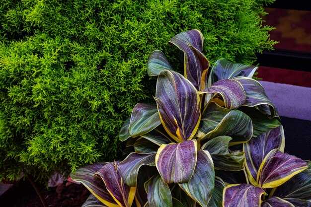 Устойчивость к болезням и вредителям