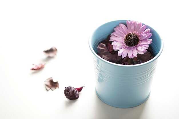 Как выбрать готовую смесь для фиалок