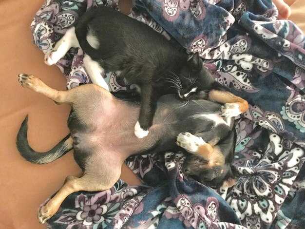 Сравнение Pes с натуральными тканями