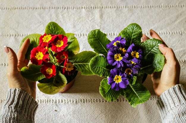 Наиболее распространенные ошибки в уходе