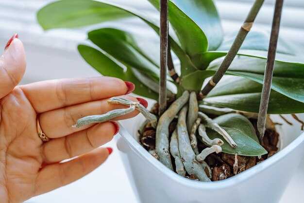 Полив: как обеспечить баланс