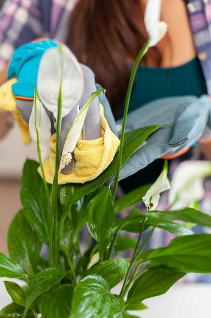 Профилактика заболеваний и вредителей