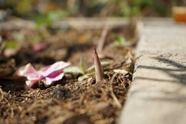 Рекомендации по контролю популяции клещей