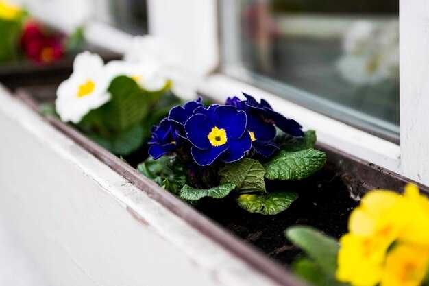 Фиалка Midas Moon Beam — Уход, Размножение и Преимущества для Вашего Интерьера