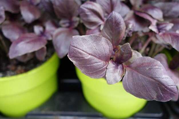 Качественные черенки колеуса — где купить и на что обратить внимание