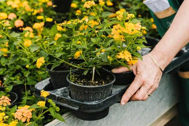 Петхоа Еллоу Сан — Уникальные Особенности и Уход за Растением