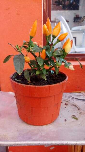 Петхоа Сансет Оранж — Уникальные Особенности и Уход за Растением