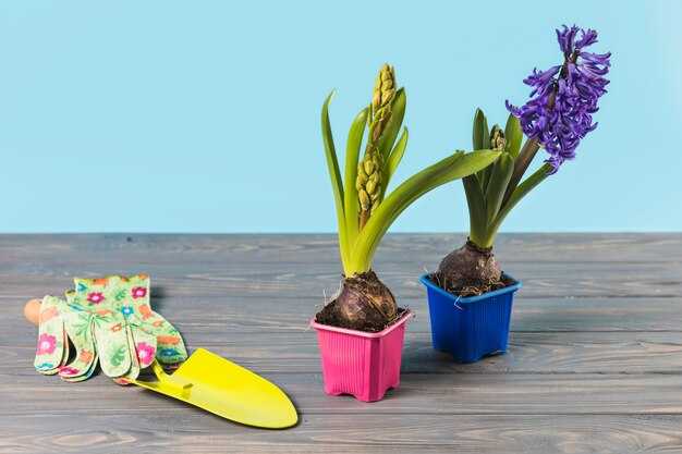 Седьмое небо фиалка — Уход, размножение и секреты успешного цветения