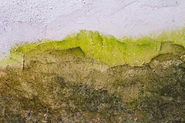 Как обработать плесень на стенах